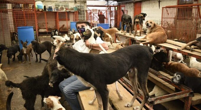 Retiran a cientos de perros y gatos del Refugio Franciscano en Cuajimalpa tras orden judicial