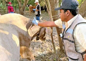 México refuerza coordinación con Estados Unidos para contener al gusano barrenador