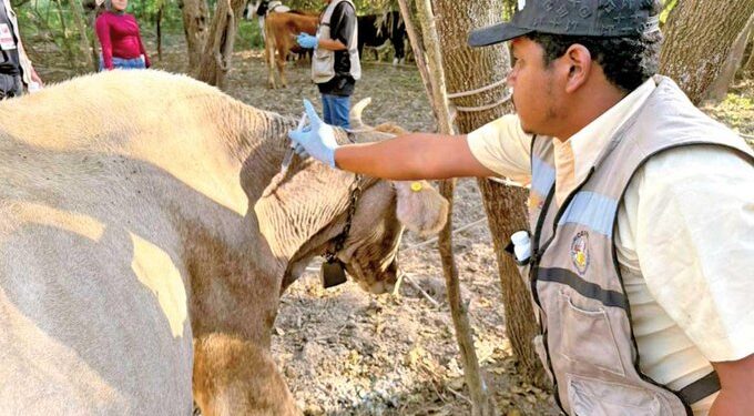 México refuerza coordinación con Estados Unidos para contener al gusano barrenador