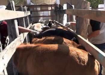 Tamaulipas reduce 86% los casos de gusano barrenador; Chiapas concentra la mayor incidencia
