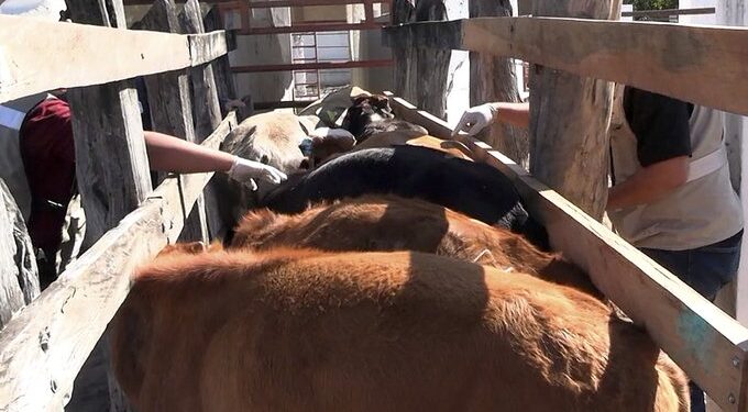 Tamaulipas reduce 86% los casos de gusano barrenador; Chiapas concentra la mayor incidencia