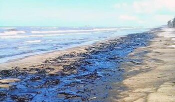 Crisis ambiental en el Golfo: derrame se extiende y deja daños en fauna y costas