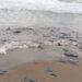 Derrame de hidrocarburo que afecta costas de Veracruz provino de buque privado en Tabasco: Nahle
