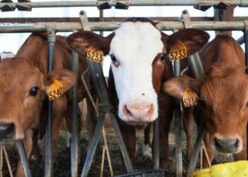 Sembrando Vida lidera ofensiva nacional contra el gusano barrenador