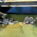 Alerta en Sonora por derrame químico en canal clave; suspenden uso de agua