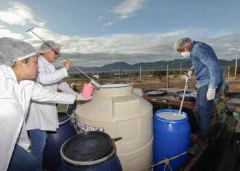Leche para el Bienestar restablece el acopio en Veracruz tras regularizar a productores