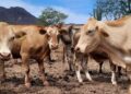 Plaga del gusano barrenador llega a EU; autoridades apuntan al tráfico ilegal de ganado