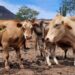 Plaga del gusano barrenador llega a EU; autoridades apuntan al tráfico ilegal de ganado