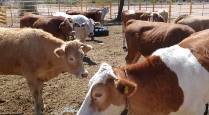 Estados Unidos autoriza nuevamente el ingreso de ganado mexicano tras controlar el riesgo sanitario