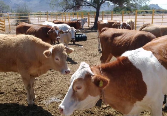 Estados Unidos autoriza nuevamente el ingreso de ganado mexicano tras controlar el riesgo sanitario