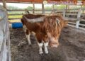 Localizan rancho con 135 animales exóticos durante investigación contra el mercado ilícito de combustibles