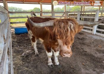 Localizan rancho con 135 animales exóticos durante investigación contra el mercado ilícito de combustibles