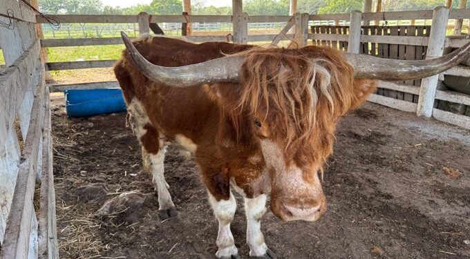 Localizan rancho con 135 animales exóticos durante investigación contra el mercado ilícito de combustibles