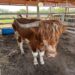 Localizan rancho con 135 animales exóticos durante investigación contra el mercado ilícito de combustibles