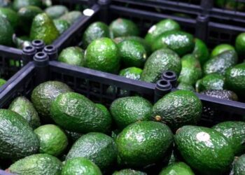 Industria aguacatera enfrenta suspensión temporal de exportaciones por alerta de seguridad en Michoacán