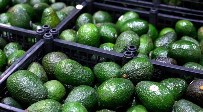 Industria aguacatera enfrenta suspensión temporal de exportaciones por alerta de seguridad en Michoacán