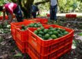 México y EU alcanzan acuerdo y reactivan parcialmente exportaciones de aguacate de Michoacán
