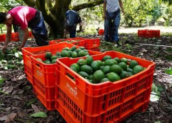 México y EU alcanzan acuerdo y reactivan parcialmente exportaciones de aguacate de Michoacán