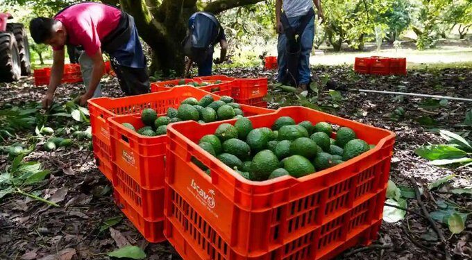México y EU alcanzan acuerdo y reactivan parcialmente exportaciones de aguacate de Michoacán