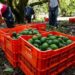 México y EU alcanzan acuerdo y reactivan parcialmente exportaciones de aguacate de Michoacán
