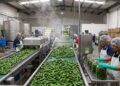 COFEPRIS descarta Salmonella Javiana en jalapeños analizados en Nuevo León