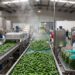 COFEPRIS descarta Salmonella Javiana en jalapeños analizados en Nuevo León