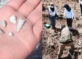 Zacapu bajo investigación tras reporte de mil 600 dientes de leche hallados en un predio