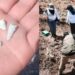 Zacapu bajo investigación tras reporte de mil 600 dientes de leche hallados en un predio