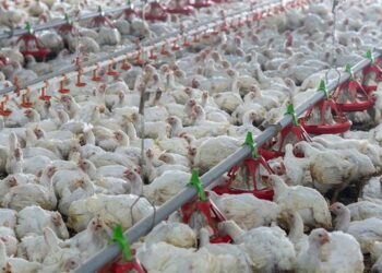 Brote de Newcastle en Brasil provoca suspensión de importaciones avícolas en México